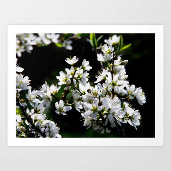 Hawthorne Buds #1 Art Print