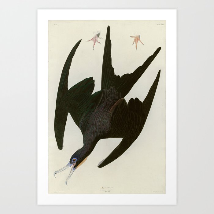 Frigate Pelican - John James Audubon Birds of America Art Print