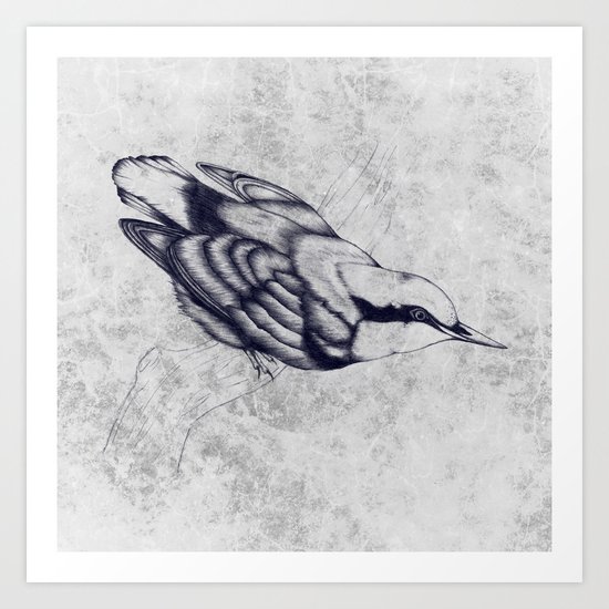 Nuthatch Art Print
