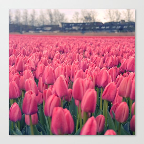 Tulips Field #5 Canvas Print