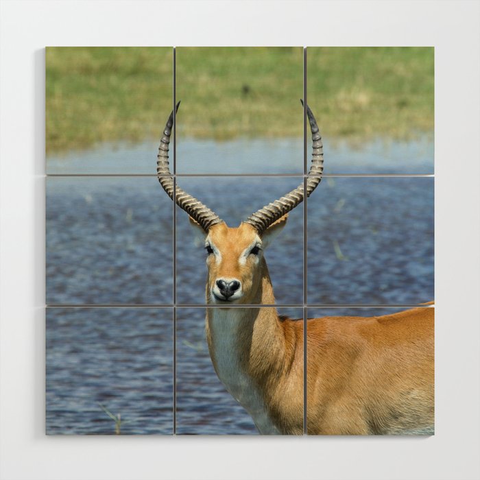 South Africa Photography - Beautiful Puku Standing By The Sea Wood Wall Art