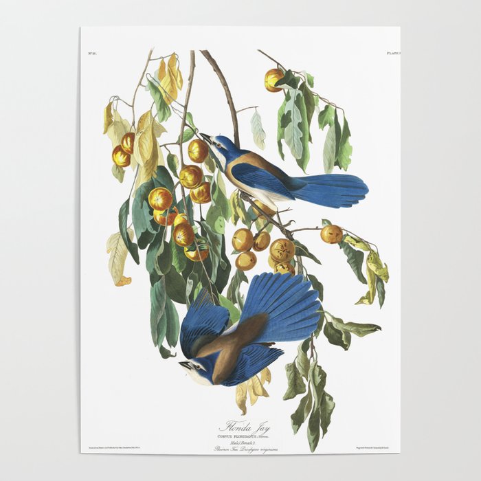 Florida Jay (Audubon) Poster