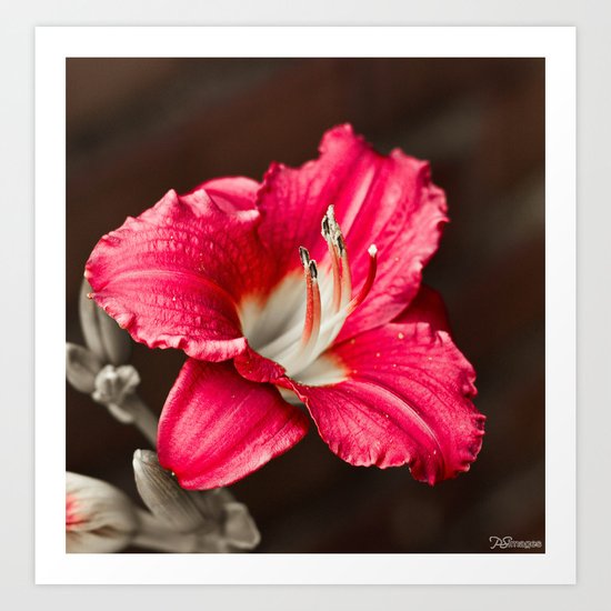 Summer Sprung 2 Art Print