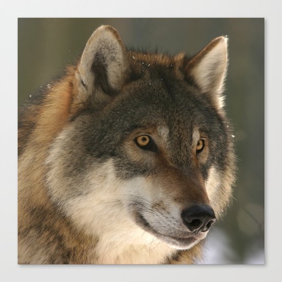 Lone Wolf Canvas Print