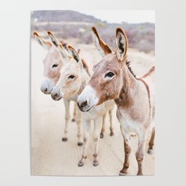 Three Donkeys in Baja, Mexico Poster
