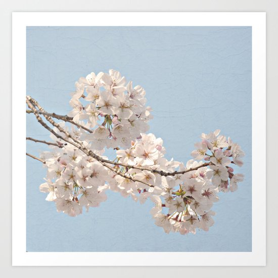 Spring Botanical -- Fluffy Cherry Tree Buds & Flowers On Carolina Blue Sky 1 (Square Format) Art Print