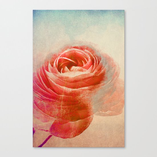 Vintage Ranunculus(3). Canvas Print