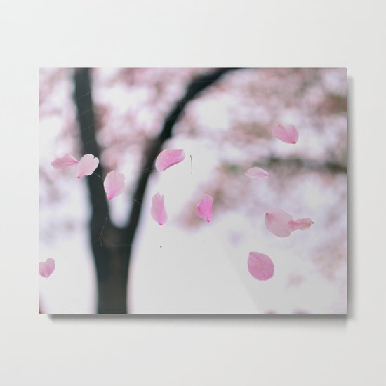 Cherry Blossom Petals ~ "Web of Pink Petals" Metal Print