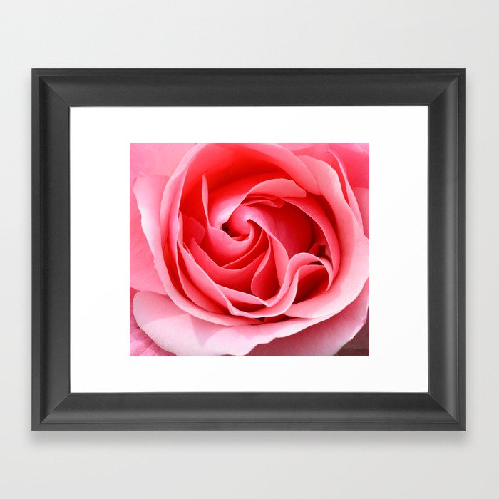 Pink Rose Framed Art Print
