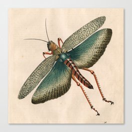 Big Grasshopper Canvas Print