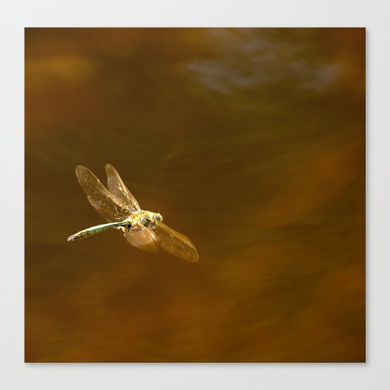 Dragonfly In Flight Canvas Print