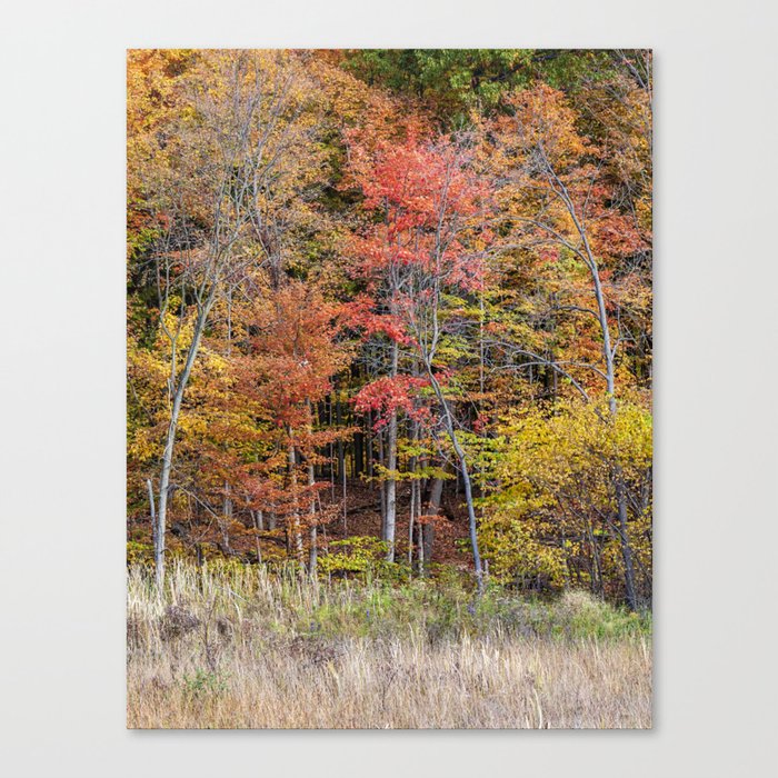 fall trees Canvas Print