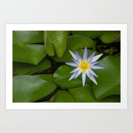 Blue lotus Art Print