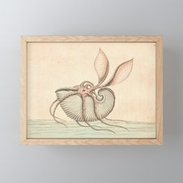 Argonauta Argo octopus (paper nautilus) by Frederick Nodder, 1793 Framed Mini Art Print