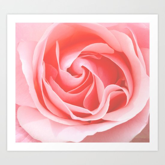Velvet pink rose - Roses Flowers Flower Art Print
