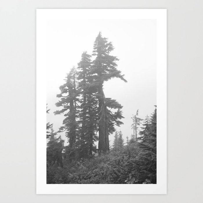 Alpine Trees Forest Tree Northwest Mountain Trail Outdoors Nature Woods Landscape Art Print