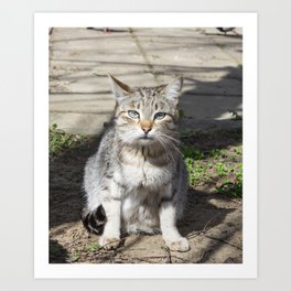 Cat pictures, cat eyes, pictures of the most beautiful cat eyes, cute cat, innocent cat pictures, cl Art Print