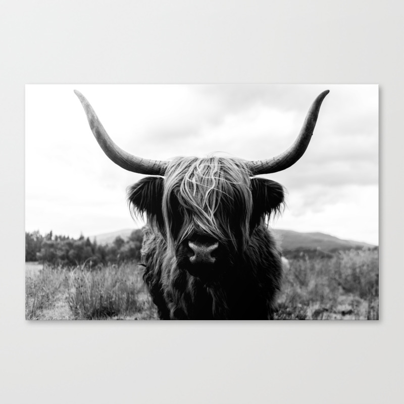 Scottish Highland Cattle Black And White Animal Canvas Print By