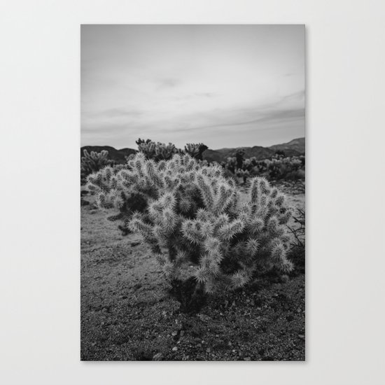 Cholla Cactus Garden IX Canvas Print