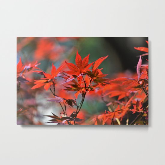 Scarlet Japanese Maple Leaves Metal Print