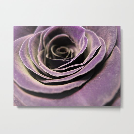 Purple velvet rose Metal Print