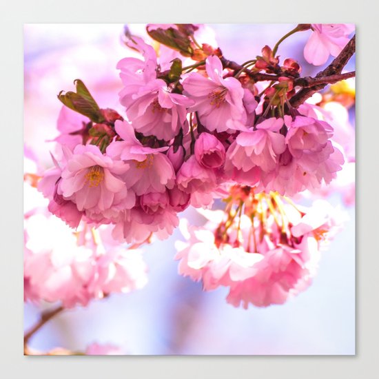 Pink Japanese Cherry Blossom, Sakura Canvas Print