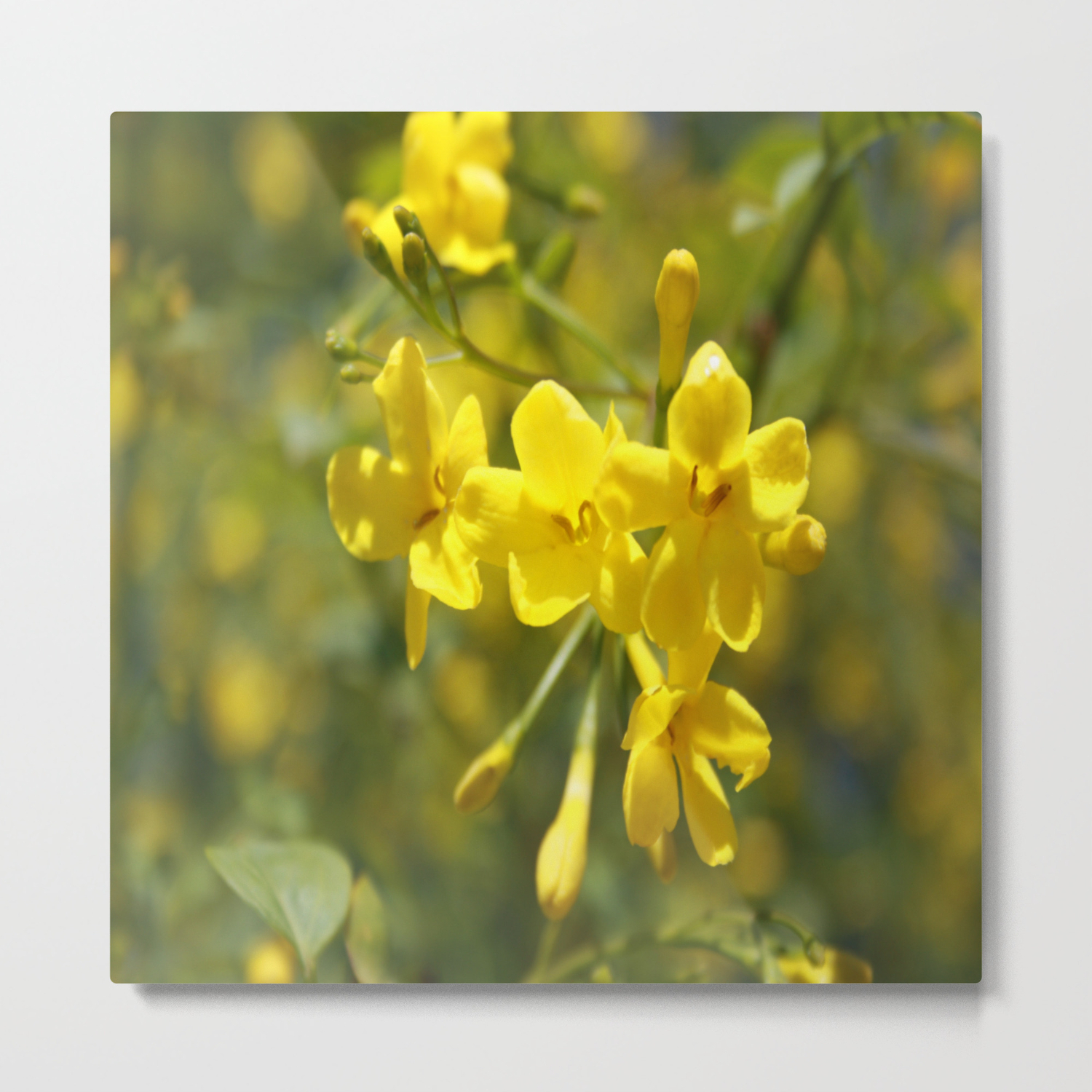 Fragrant Yellow Flowers Of Carolina Jasmine Metal Print By Taiche Society6