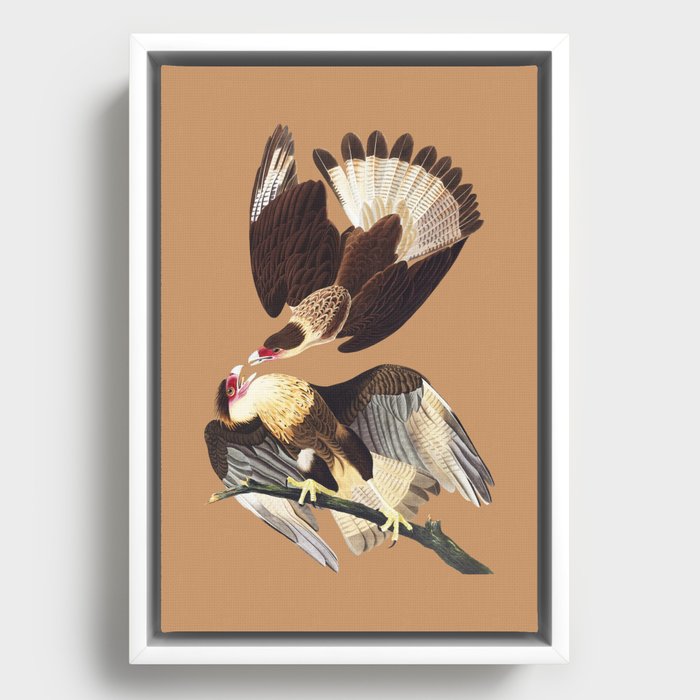 Caracara Eagles by Audubon Framed Canvas