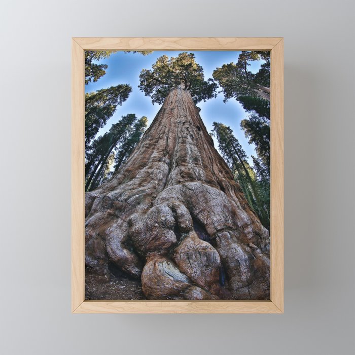 Redwood big; redwoods of California; John Muir woods giant trees nature landscape color photograph / photography Framed Mini Art Print