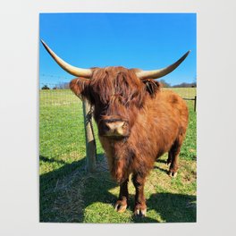 Dolly Scottish Highland Cow Poster