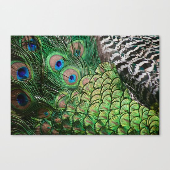 Pavo cristatus feathers Canvas Print