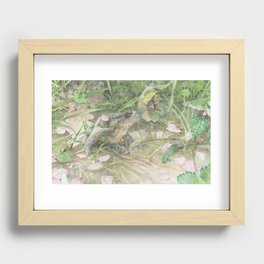 Toad with Cherry Blossom Petals Recessed Framed Print