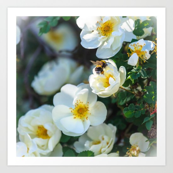 Working bee Art Print