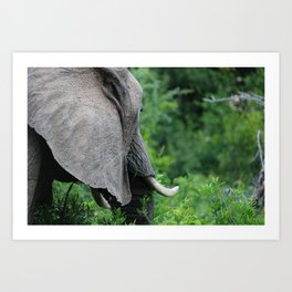 African Elephant in the Green Art Print