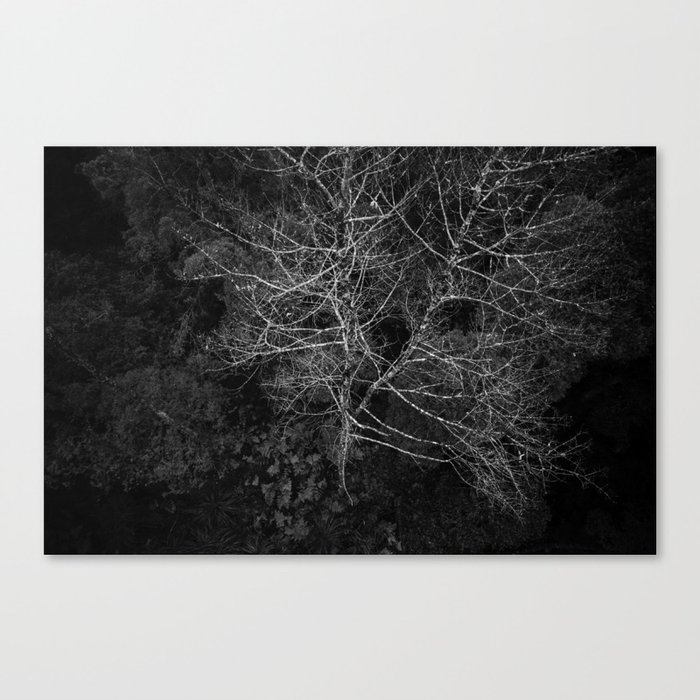 Tasmania Trees From Above Canvas Print