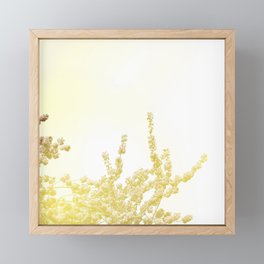 Sunlit Cherry Blossoms - Dreamy Floral Photography - Flower Art Prints, Apparel, Accessories... Framed Mini Art Print