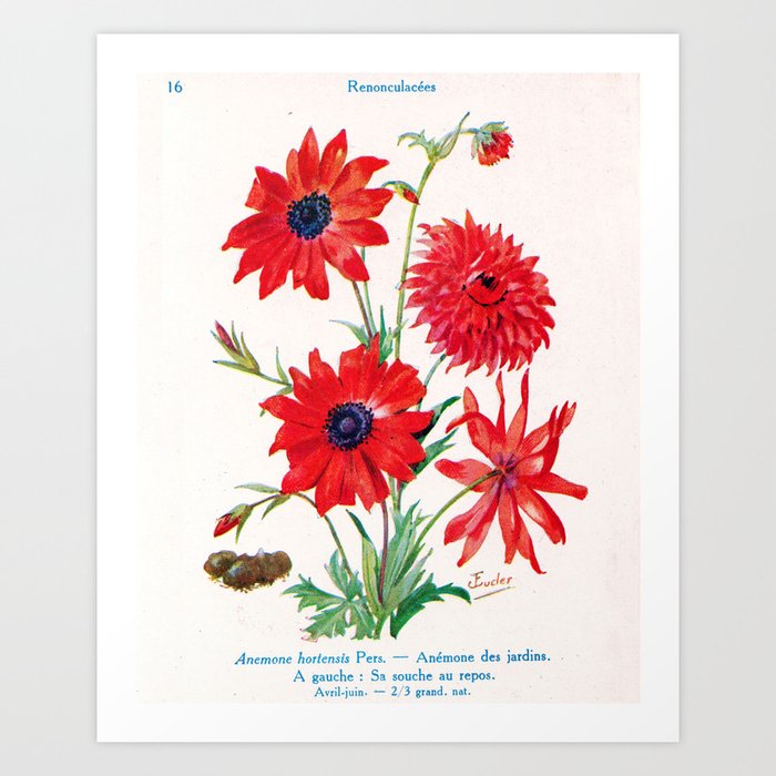 J Eudes - Anemone hortensis - vintage botanical print Art Print