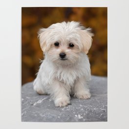 Maltese Puppy Poster