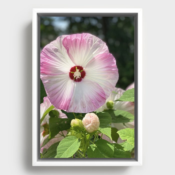 Pink Hibiscus Flower Framed Canvas