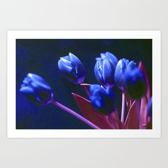 DARK BLUE TULIPS Art Print
