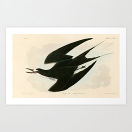 Sooty Tern - John James Audubon Birds of America Art Print