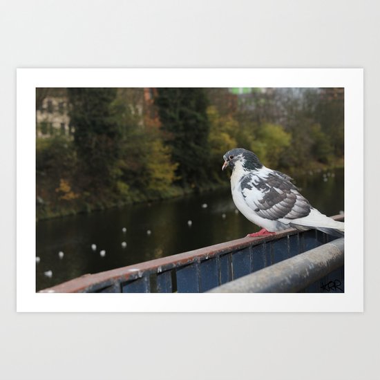 Pigeon by Canal Art Print