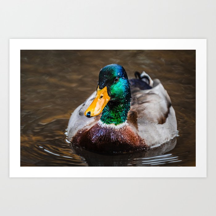 Mr.Mallard Photograph Art Print | Photography, Digital, Color, Hdr, Duck, Mallard, Male, Beak, Wildlife, Bird