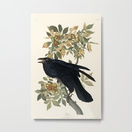 Audubon plate - Raven (Corvux corax) Metal Print | Cottagecore, Black, Audubon, Goth, Painting, Tree, Crow, Ornithology, Emo, Occult 