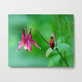 Ruby-red Columbine Flower Metal Print