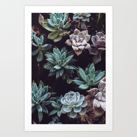Succulents Art Print