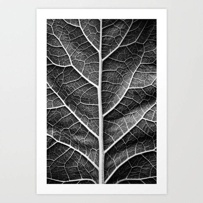 Leaf  Black and White Nature Photography Art Print