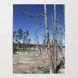 Spring with Dead Trees  Poster