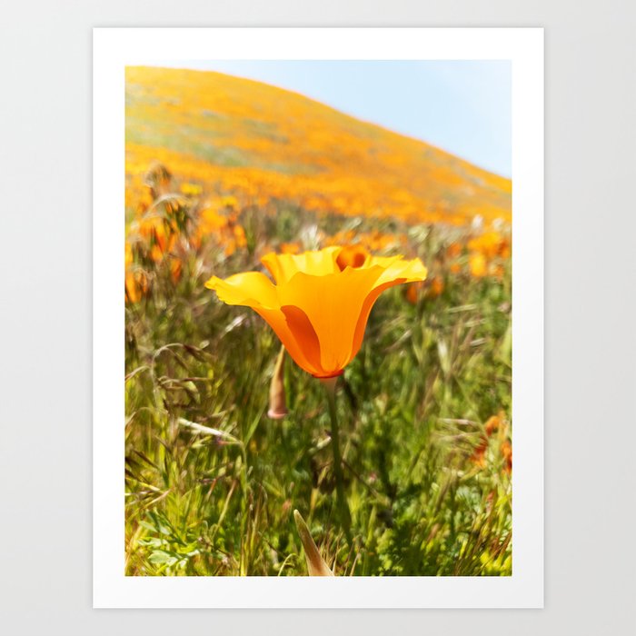 California Poppy Art Print