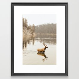 Yellowstone Elk Framed Art Print